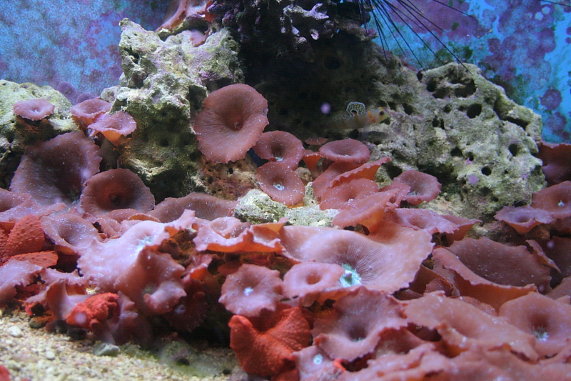 Killikus&reg; Fotographie